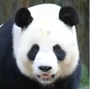 琳琳