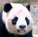 隆仔