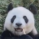 萌萌