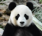 锦心