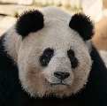 汪佳