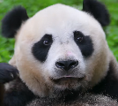 彩云