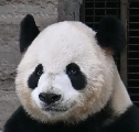 亮亮