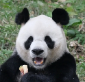 阿宝