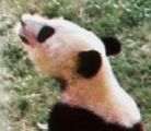 京蓉