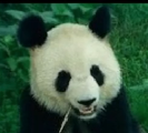 越越