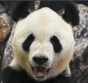 永明