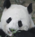 成成