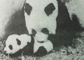 锦锦