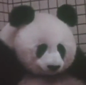 兰兰