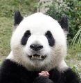 康康