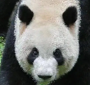 庆庆