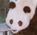 强强