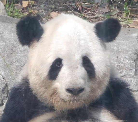 小双