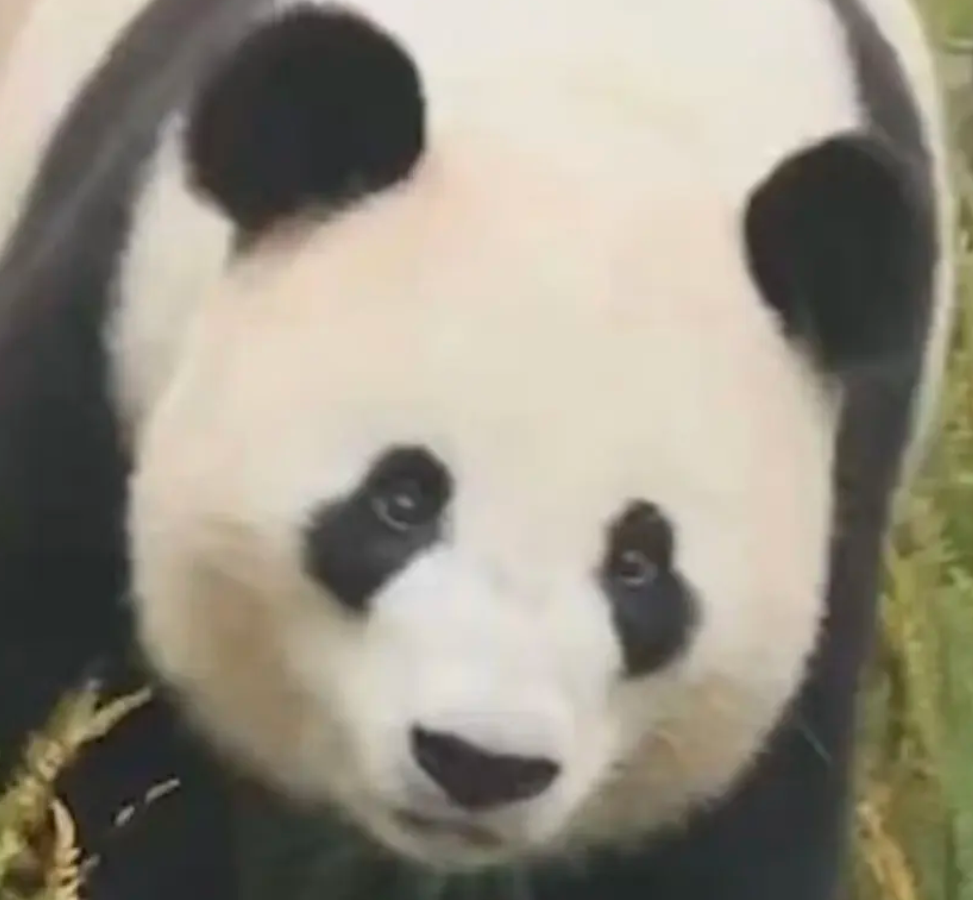 二丫头
