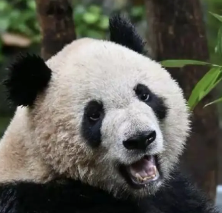 庆仔