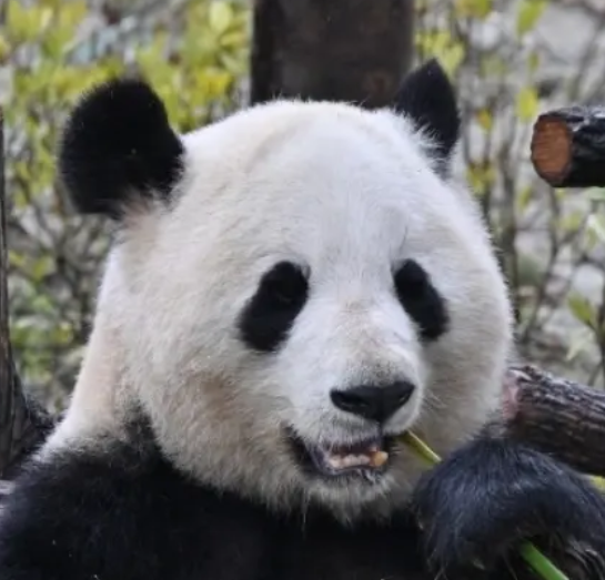 庆贺