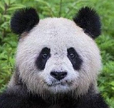 紫竹