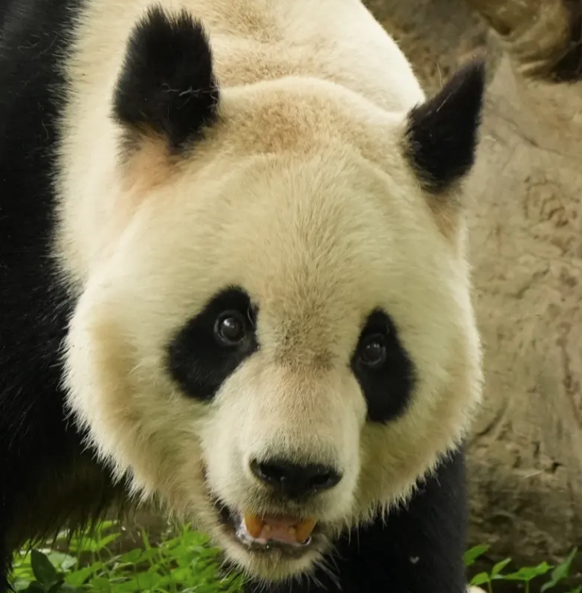 阳阳