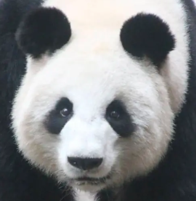 莉莉