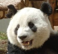 哈兰的头像
