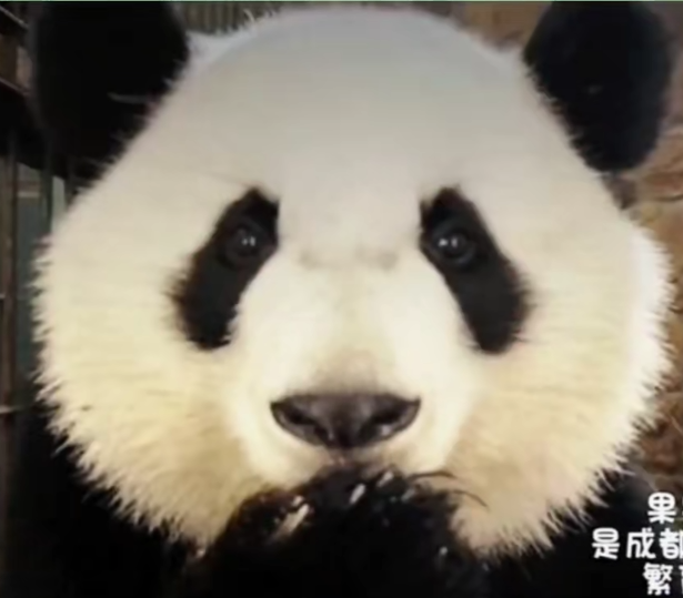 果果的头像