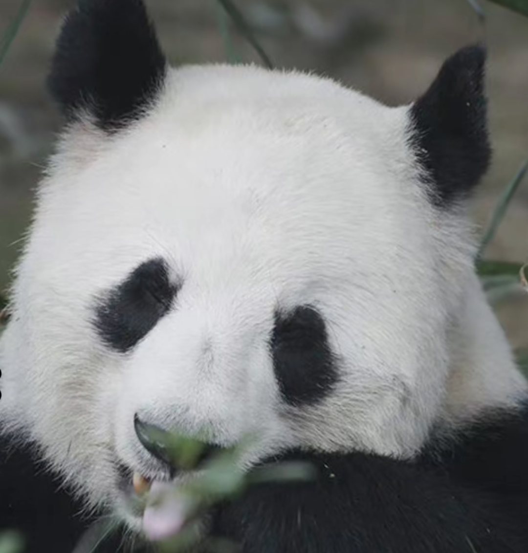 成成的头像