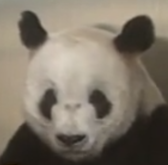 陵陵的头像