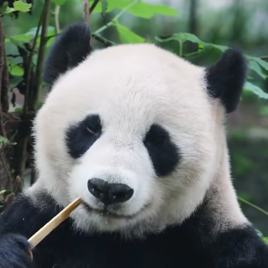 华美的头像