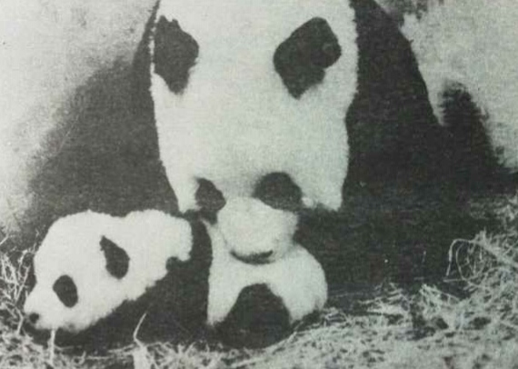 锦锦的头像
