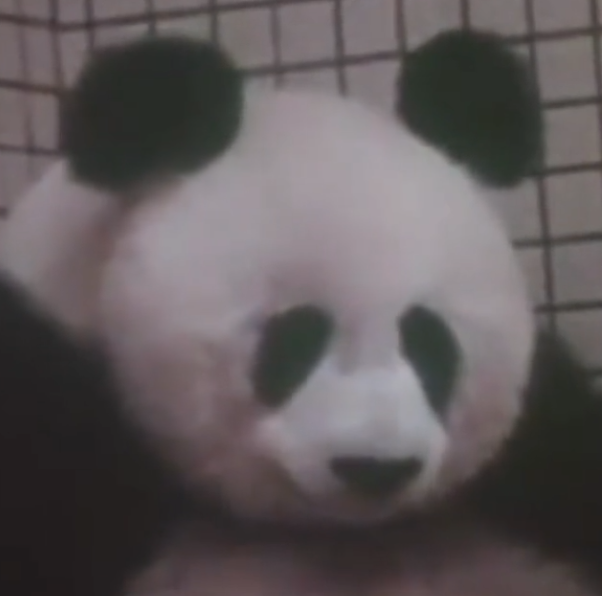 兰兰的头像