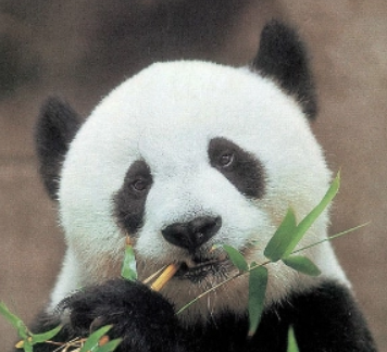 巴斯的头像