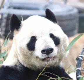 大地的头像