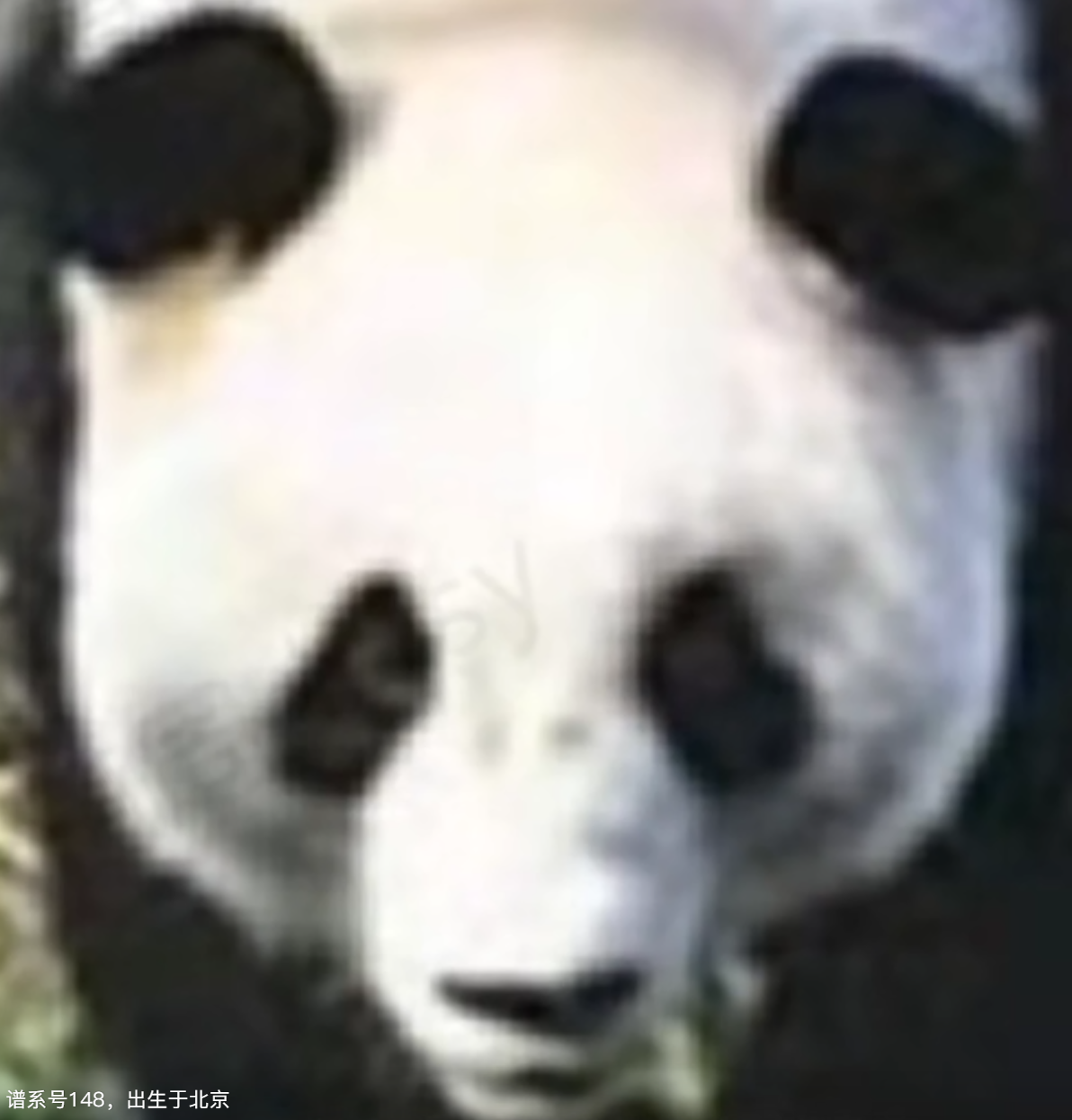 岱岱的头像