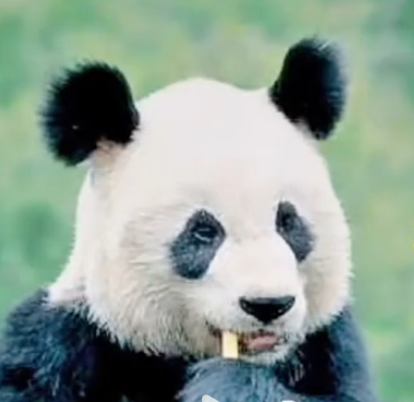 林楠的头像
