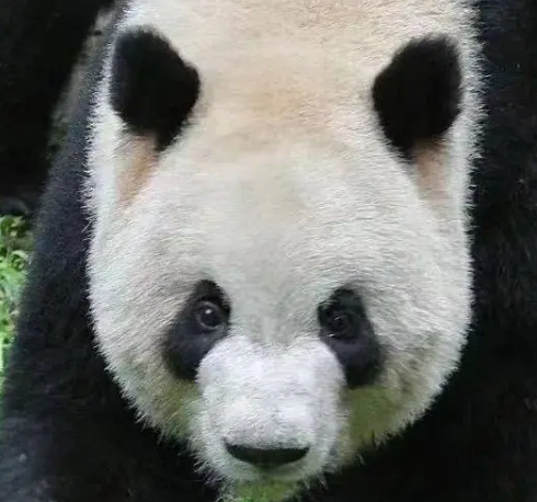 庆庆的头像